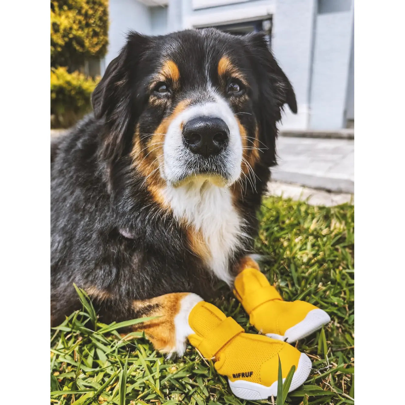 Rifruf Breathable Non-Slip Pet Sneakers - Lightweight Paw Protection for Dogs & Cats (Set of 2)