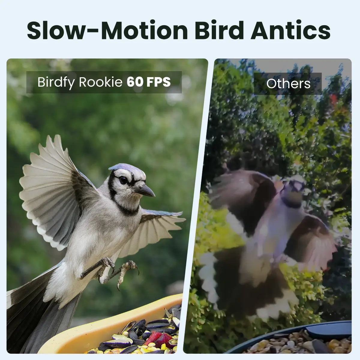 Birdfy Smart Bird Feeder with Camera - AI Recognition, Dual Night Vision, Waterproof Design for Bird Lovers